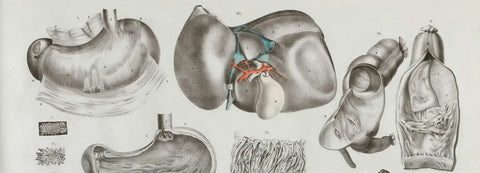 Anatomical illustration of a stomach and intestines on a white background